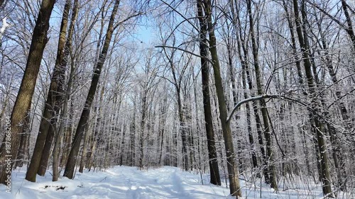 Snowy winter in the forest with falling snow, blue sky and sun