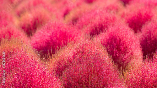 Colorful Field of Kochia Bushes in Autumn, Japan