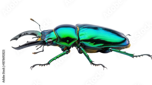 Photos Rainbow stag beetle isolated PNG on transparent background, iridescent insect wi