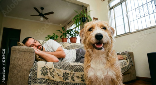 A happy dog ​​looks at the camera while its owner sleeps in the background - cachorro fiapo de manga feliz olhando para a câmera enquanto seu tutor dorme ao fundo
