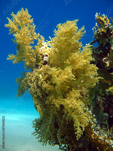 Soft Coral (Litophyton arboreum)Taking in Red Sea, Egypt.