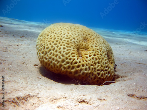 Favia Coral (Favia lacuna). Taken in Sharm El Sheikh, Egypt. 