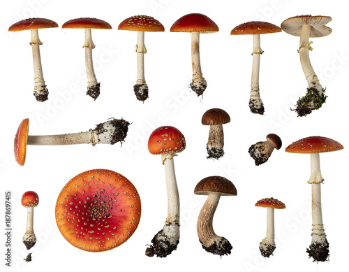 Group of red-and-orange fungi with white stems