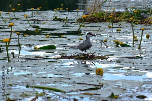 A gull on the surface of the water in the pond. The bird is looking for food