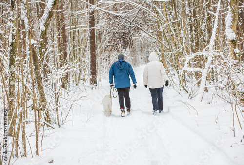 A rear view of a man and woman walking along a snowy trail in a bright winter forest with a white golden retriever. Atmospheric shot of outdoor recreation.