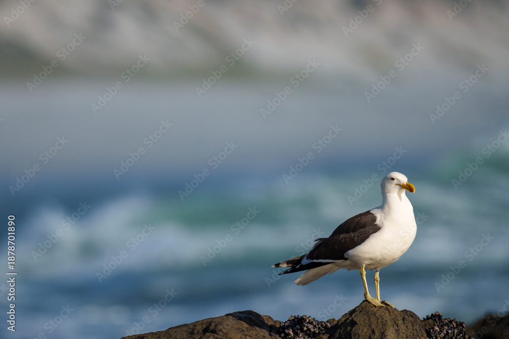 Φωτογραφία Kelp gull or Dominican gull (Larus dominicanus) perched on coastal rocks at Yzerfontein, West Coast, Western Cape, South Africa