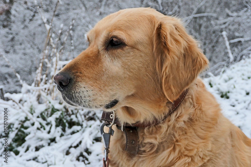 Street portrait of Golden Retriver