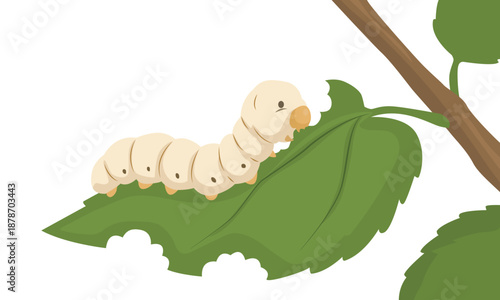 Silkworm eating leaf on white background