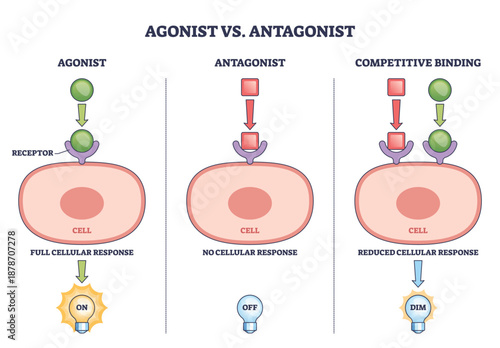 Agonist vs antagonist brief shows ligands binding receptors on a cell to turn responses on, off, or dim, key objects, receptor, ligand, cell. Outline diagram
