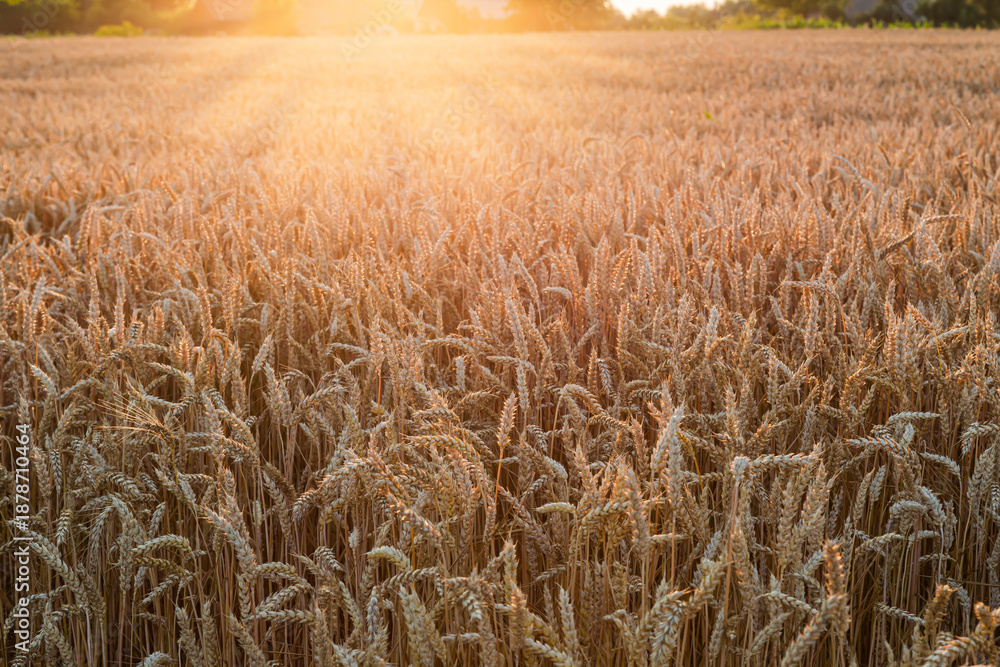 Fototapeta premium Field of the ripe wheat at sunset backlit