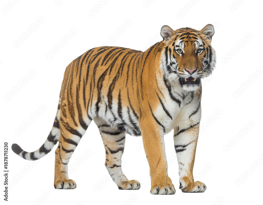 Fototapeta premium Tiger walking stance with orange coat and bold black stripes