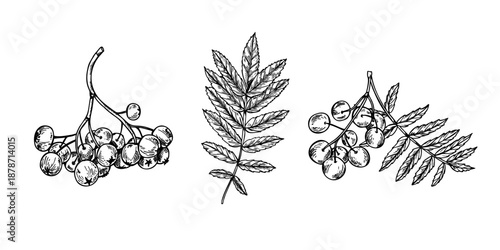 Rowan berries cluster with leaves clip art vector isolated illustration. Hand drawn monochrome mountain ash berry etching drawing. Autumn harvest for seasonal designs, medicine packaging.