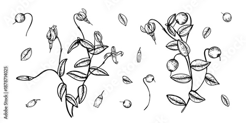 Cranberry branch with berries, flowers and leaves monochrome vector line ink clip art. Wild swamp berry set for organic food packaging, holiday decoration, botanical design, rustic winter themes