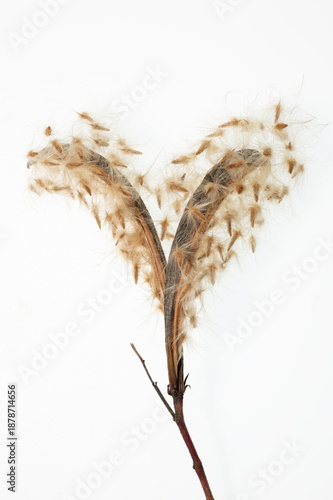 oleander open fruit with seeds on white background