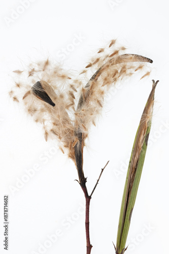 nerium oleander plant fruit with seed on white