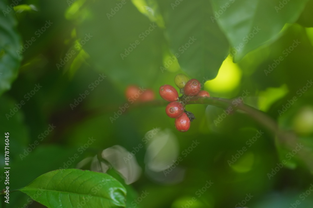 Obraz premium coffee cherries ripen along slender branches amid green leaves, showing natural growth stages and the beauty of coffee plants in a lush environment 