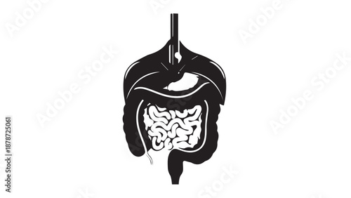 Monochrome vector diagram illustrating the human digestive system with stomach and intestines.