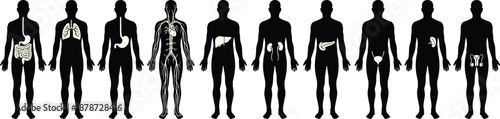 Human organ system silhouettes, internal anatomy icons, medical vector set, educational body graphics, black flat symbols - flat vector illustration