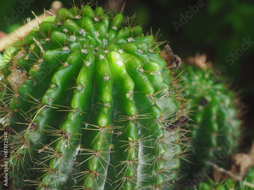 Close-up cactus plant in a pot in a garden setting, showcasing natural texture and green details. Minimal and calming composition, perfect for nature, lifestyle, home decor