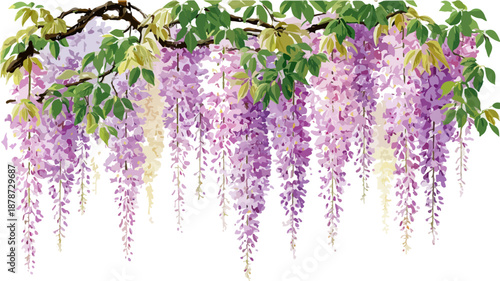 투명한 배경에 매달린 보라색 등나무 꽃가지가 봄의 아름다움을 선사합니다.