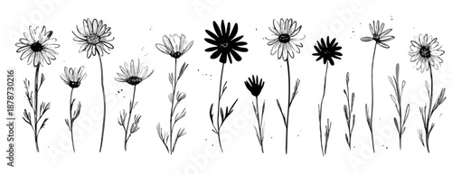 다양한 데이지 꽃 일러스트가 투명한 배경에 그려져 있어 디자인 요소로 활용하기 좋습니다.