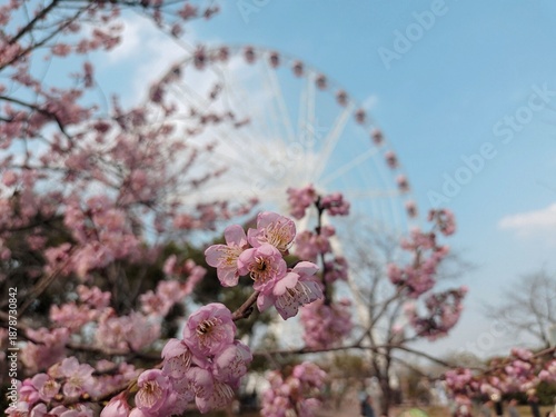 Canvas Print Cherry Blossom and Ferris Wheel in Gucun Park, Shanghai