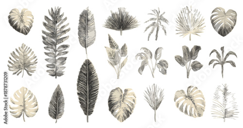 다양한 열대 식물 잎사귀 일러스트 모음, 투명한 배경에 섬세한 펜 드로잉 스타일