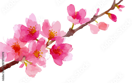 Akwarelowa gałązka kwitnącej wiśni z różowymi kwiatami na przezroczystym tle, delikatna wiosenna ilustracja.