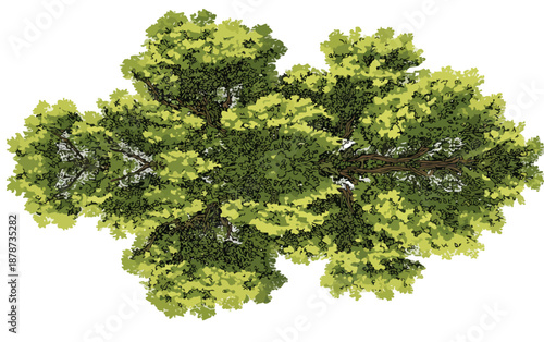 Widok z lotu ptaka na koronę drzewa liściastego z zielonymi liśćmi na białym tle