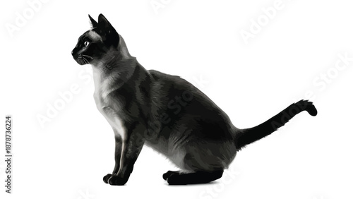 Siamese Cat Sitting in Profile View Isolated on White Background