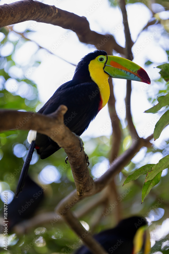 Fototapeta premium Toucan perched on a tree limb in the rainforests of Costa Rica