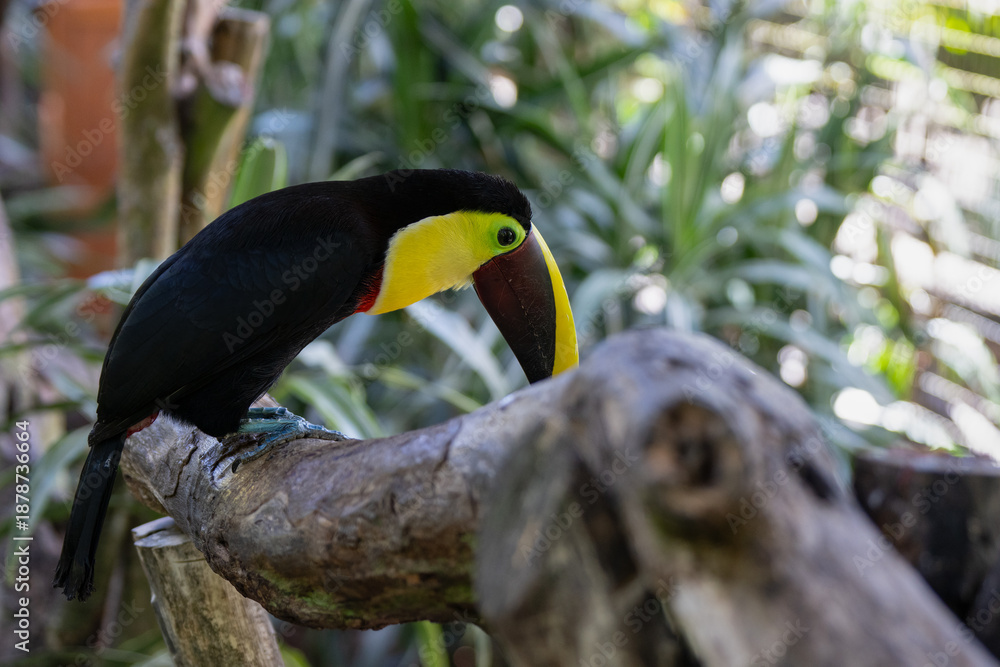 Fototapeta premium Toucan perched on a tree limb in the rainforests of Costa Rica
