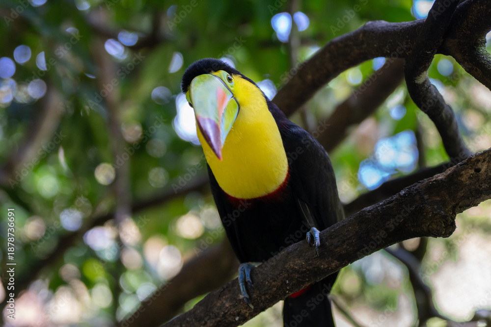 Fototapeta premium Toucan perched on a tree limb in the rainforests of Costa Rica
