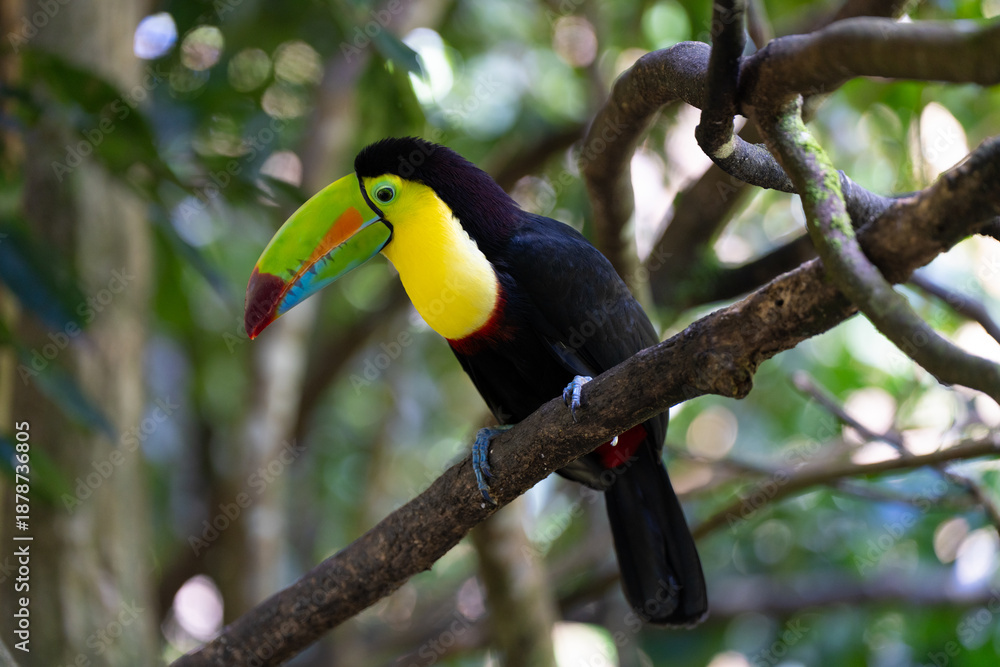 Fototapeta premium Toucan perched on a tree limb in the rainforests of Costa Rica
