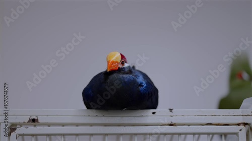 Close-up of a violaceous turaco perched on top of a cage, with another turaco in the background at a bird café in Japan, highlighting captive conditions and exotic bird display.