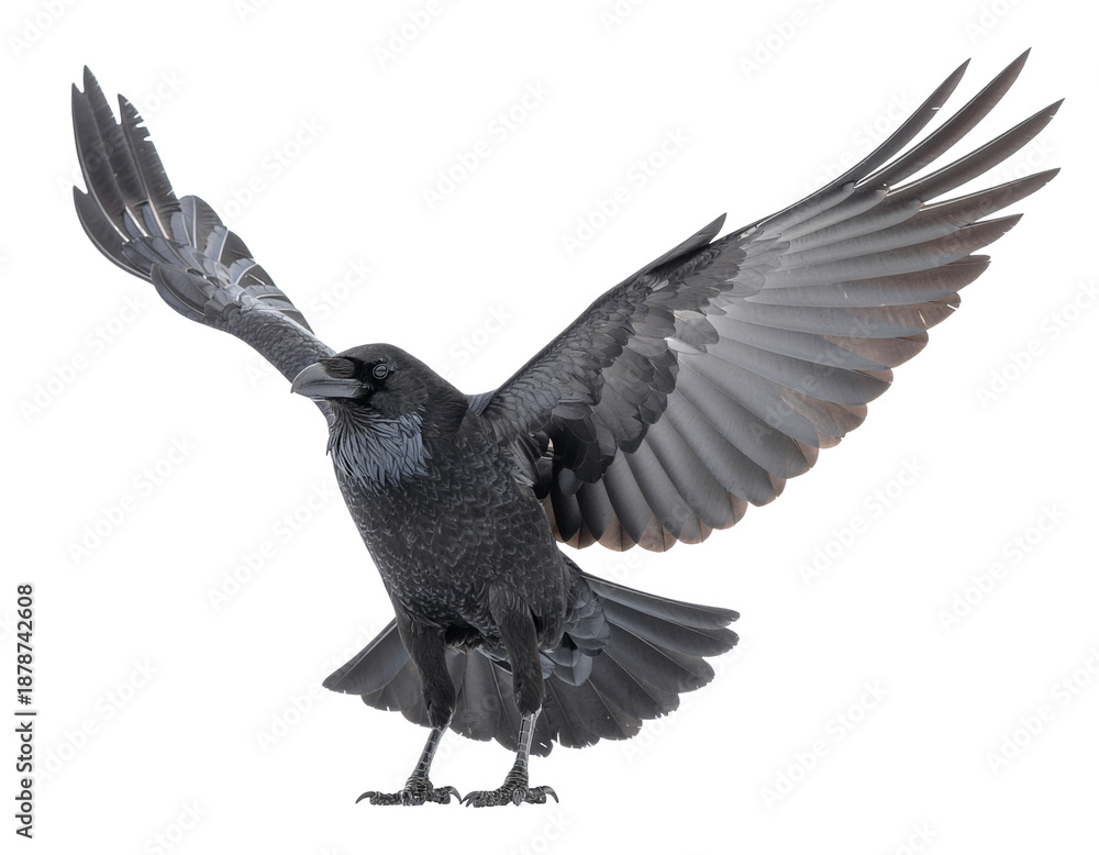 Fototapeta premium Raven in mid-flight with wings spread, detailed black plumage and sharp talons