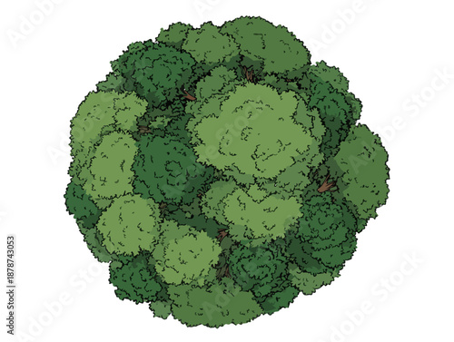 Vista aérea de una copa de árbol frondosa y densa con follaje verde variado sobre fondo transparente.