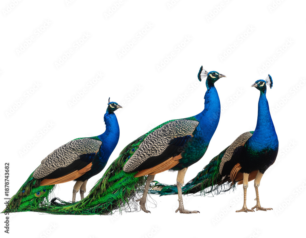 Fototapeta premium Three vibrant peacocks standing together showcasing iridescent blue plumage and ornate tail feathers