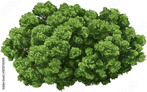 Arbusto denso e verde com folhagem exuberante isolado em fundo transparente, vista superior