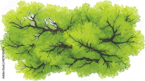 Vista aérea de copa de árvore densa com folhagem verde vibrante e galhos escuros sobre fundo transparente.