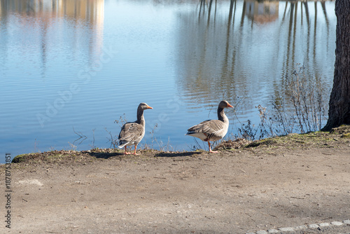 An einem warmen Sommertag laufen ein paar Enten am Seeufer entlang