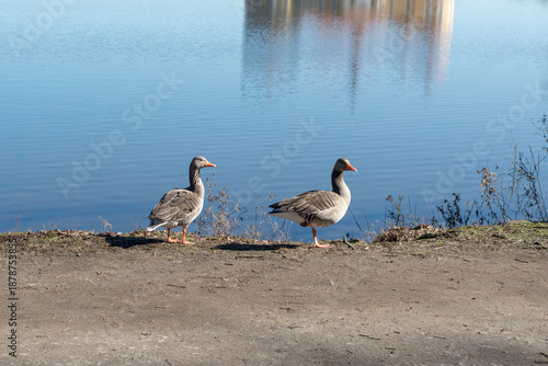 An einem warmen Sommertag laufen ein paar Enten am Seeufer entlang