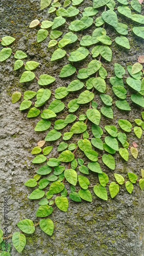Vertical image Green ivy Ficus pumila also know as creeping fig on concrete wall. The climbing plant covers the outdoor wall. For graphic design, 3D rendering and banners
