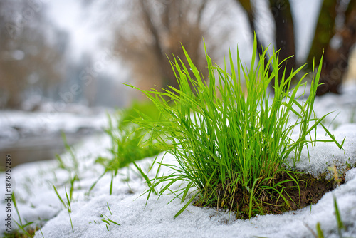 Bright green grass blades push through melting snow in early spring near a stream