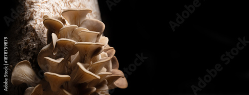 Mature oyster mushrooms growing densely from a vertical grow bag in home indoor farming setup