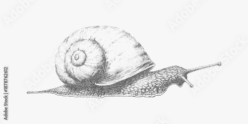 Crawling snail drawing with textured shell, stipple shading, soft paper grain, vintage ink lines and halftone dust on a quiet natural background.