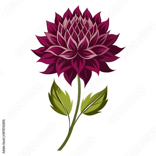 фотографія astrantia claret vector on white