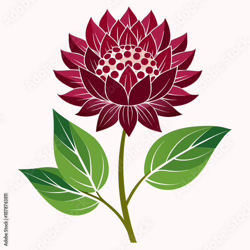 Foto astrantia claret flower vector on white background