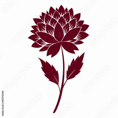 astrantia claret silhouette vector on white