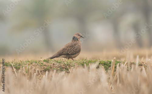 Eastern spotted dove (Spilopelia chinensis)